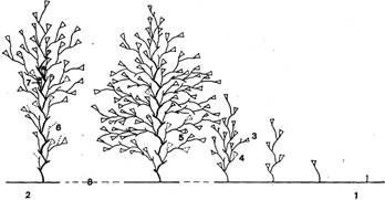 Морфология колонии у гидроида obelia loveni