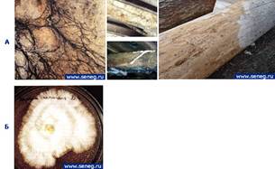 Дереворазрушающие грибы на древесине