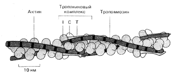 Рис. 7. Схема расположения на актиновом филаменте тропонина и тропомиозина